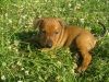 stene